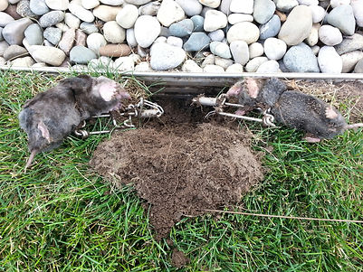 Holey Moley Mole Control