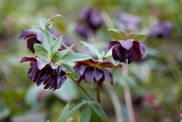 visit Lower Hope Gardens in Ullingswick Hereford Herefordshire