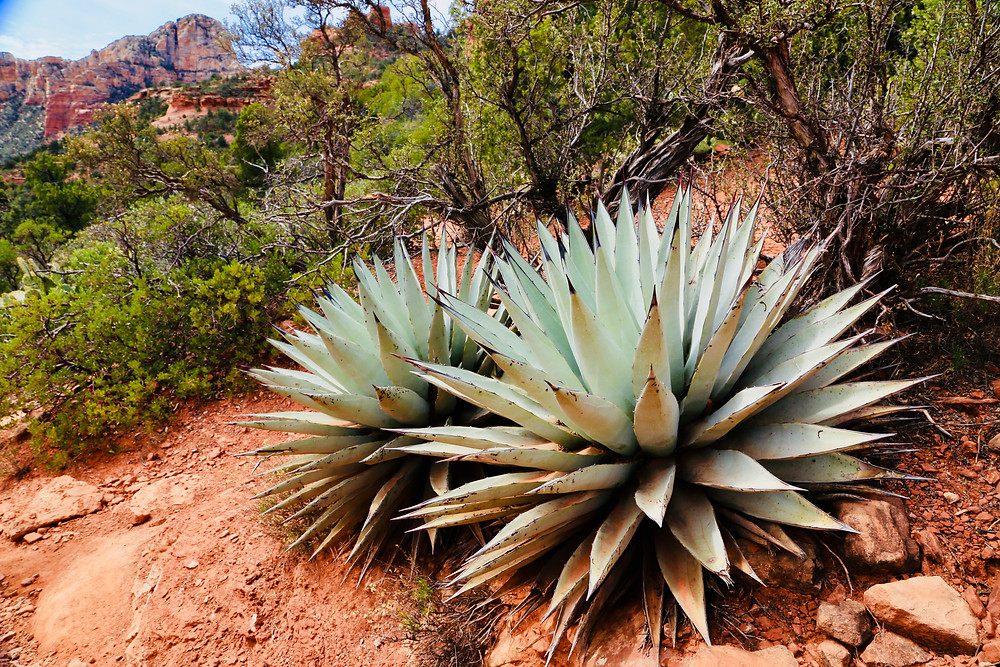 Sedona, travel, spring, travel, red rocks, Arizona, cactus, hike, Brins Mesa, trail, desert, landscape