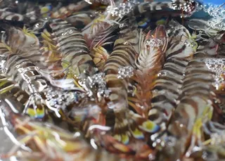 海老の宮川 天草の車えび 海鮮料理 冷凍車海老