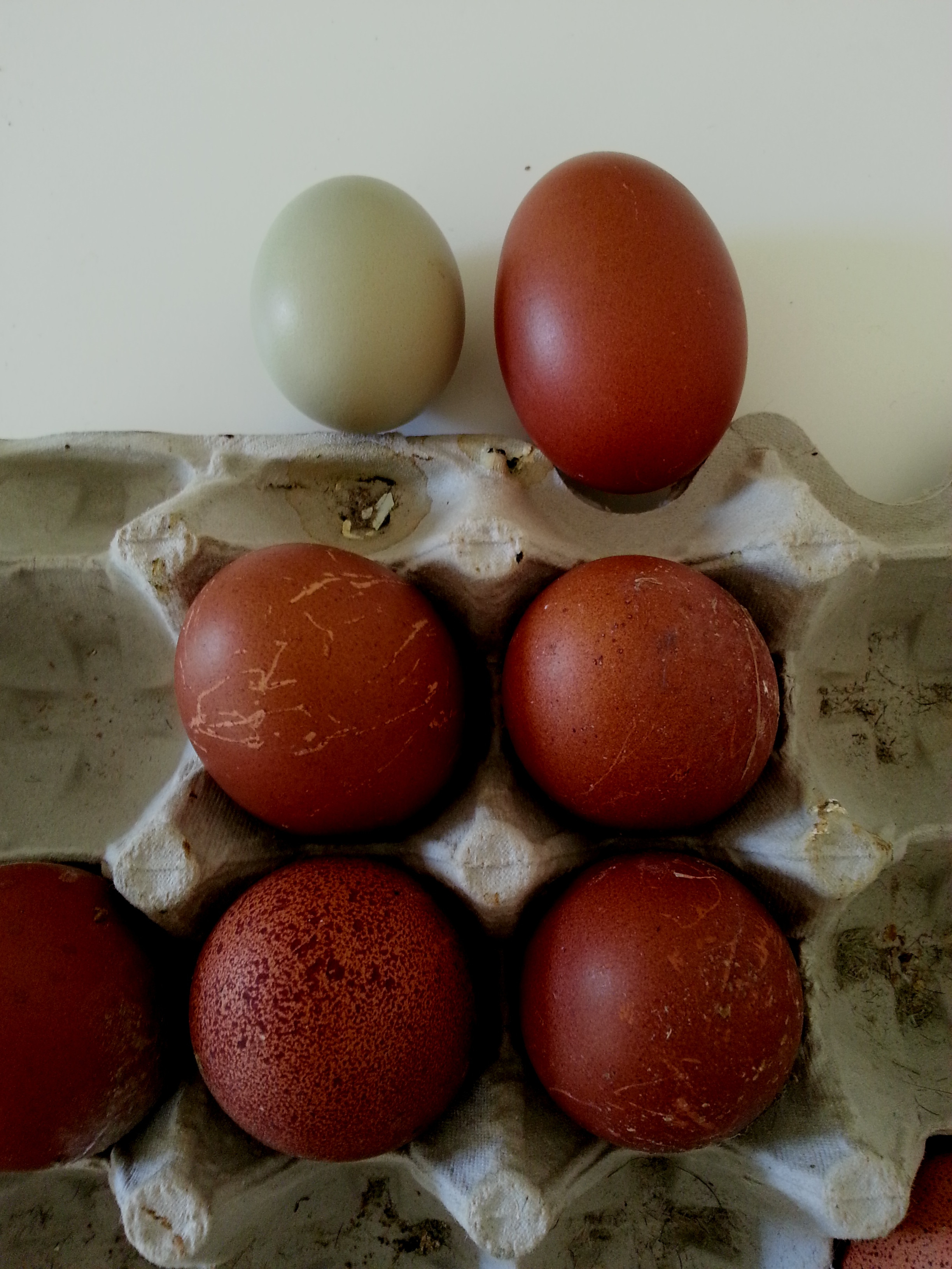 Blue Marans Hatching eggs