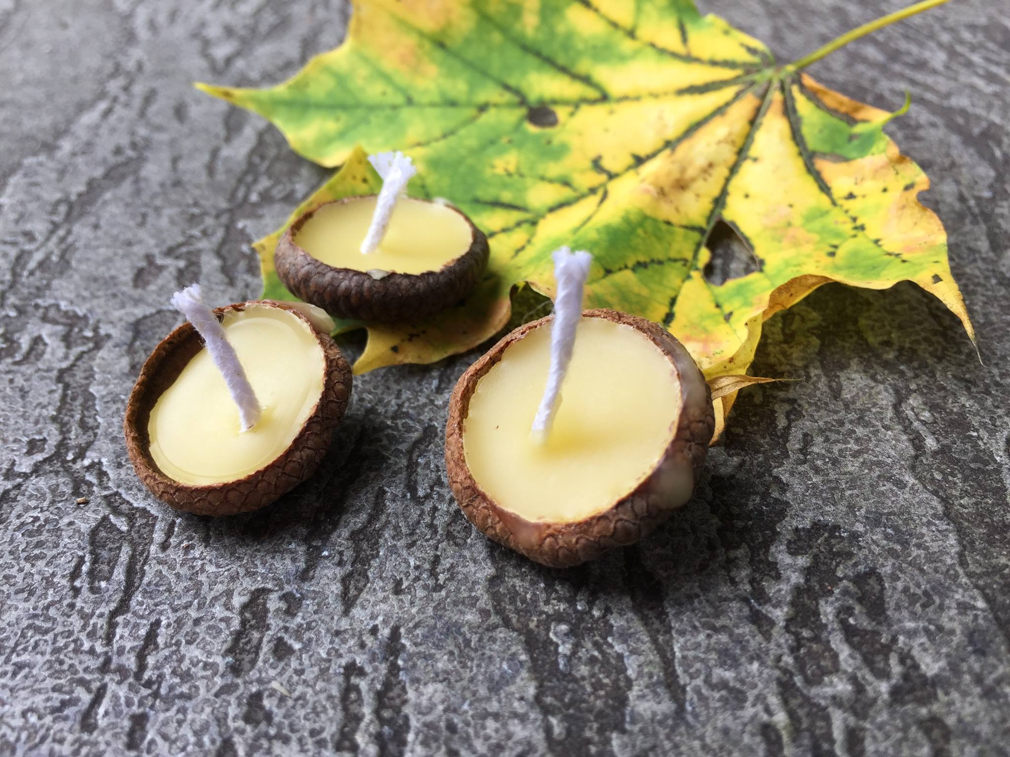 Acorn Caps - 100`% pure beeswax filled