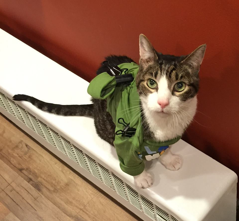 "GRIEF" and dealing with the loss of a pet
