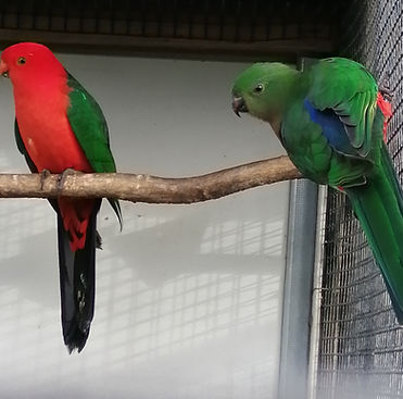 BERNARD Joël 25-03-20 (12).jpg