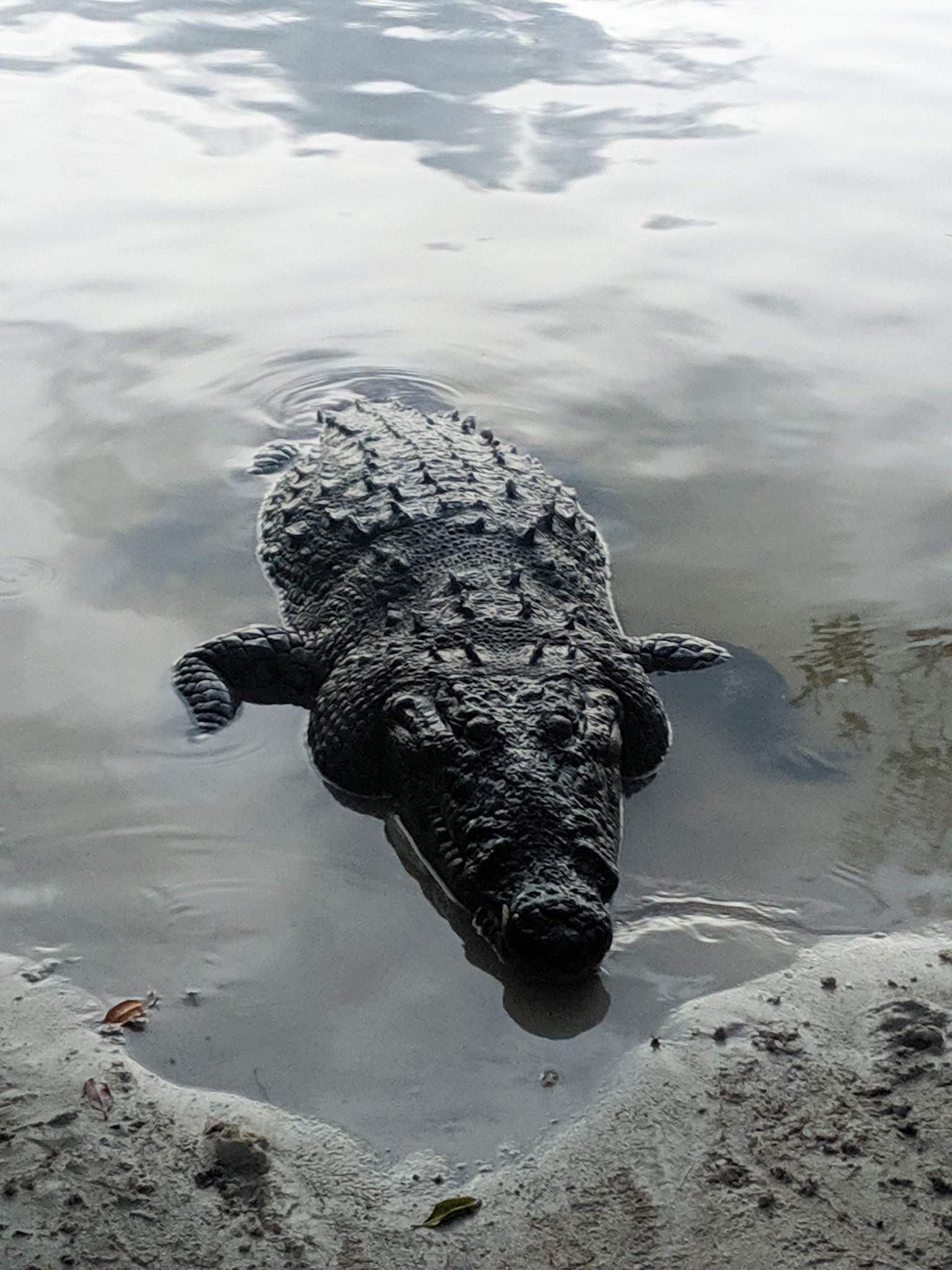 Carlos - A huge local croc