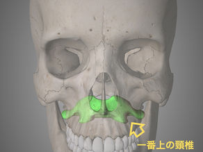 頭と背骨の関係 Part1