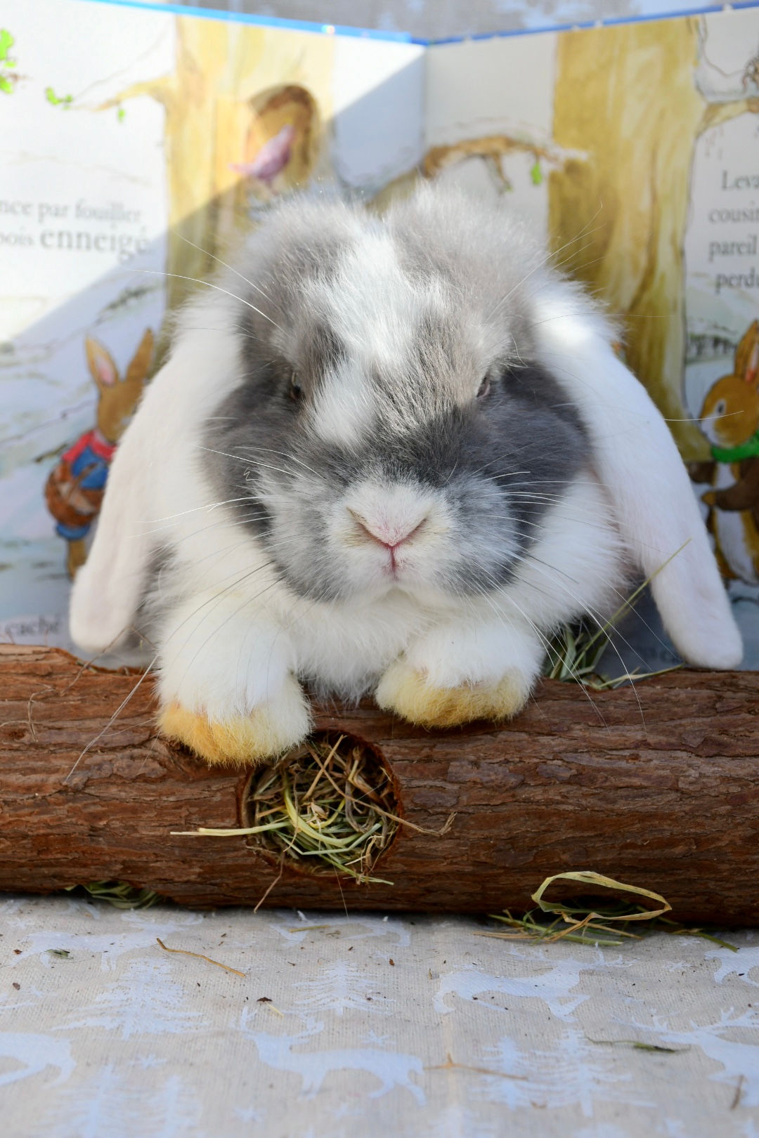 Tunnel à ronger au Thym