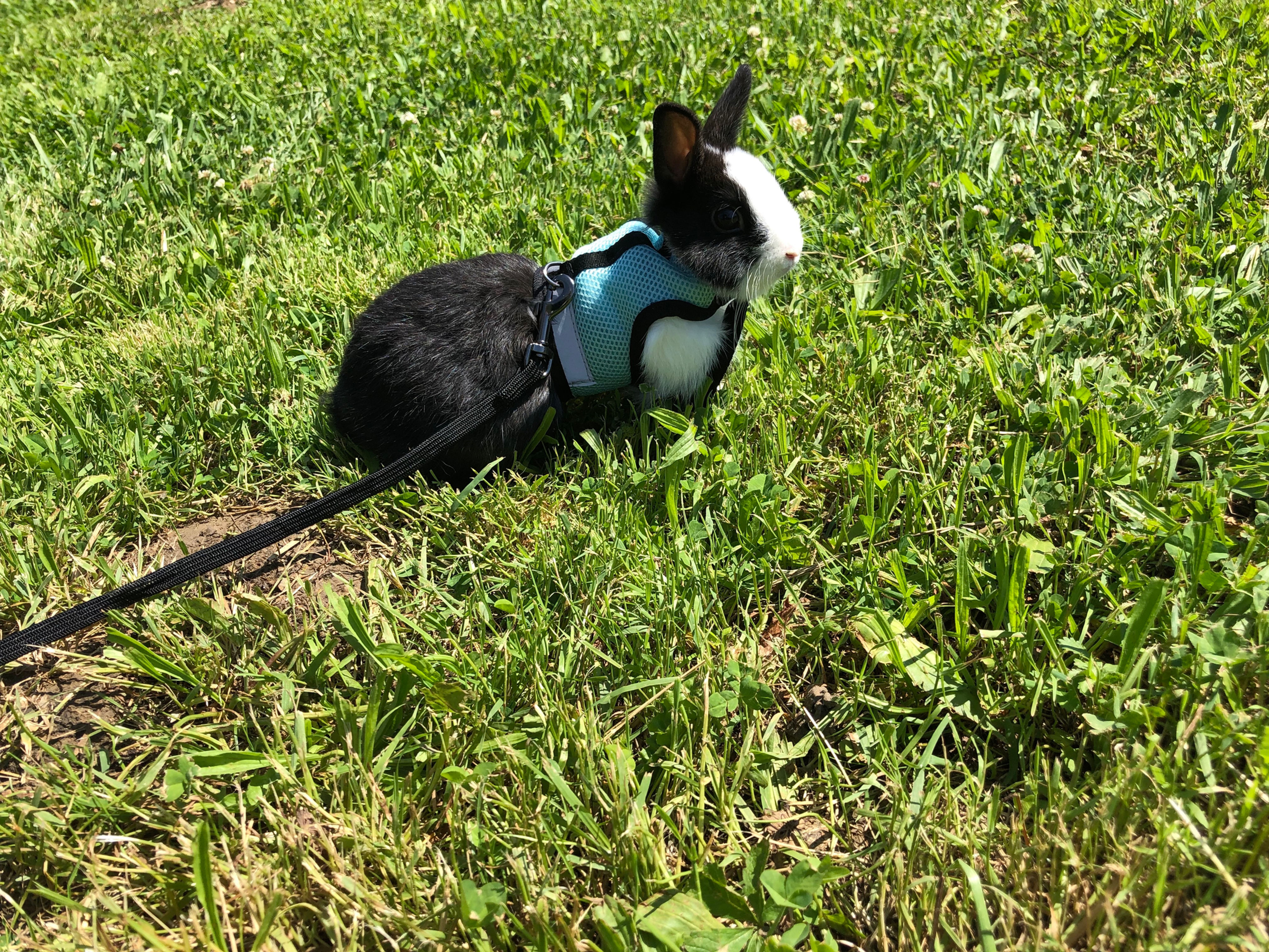 Harnais taille adulte + laisse