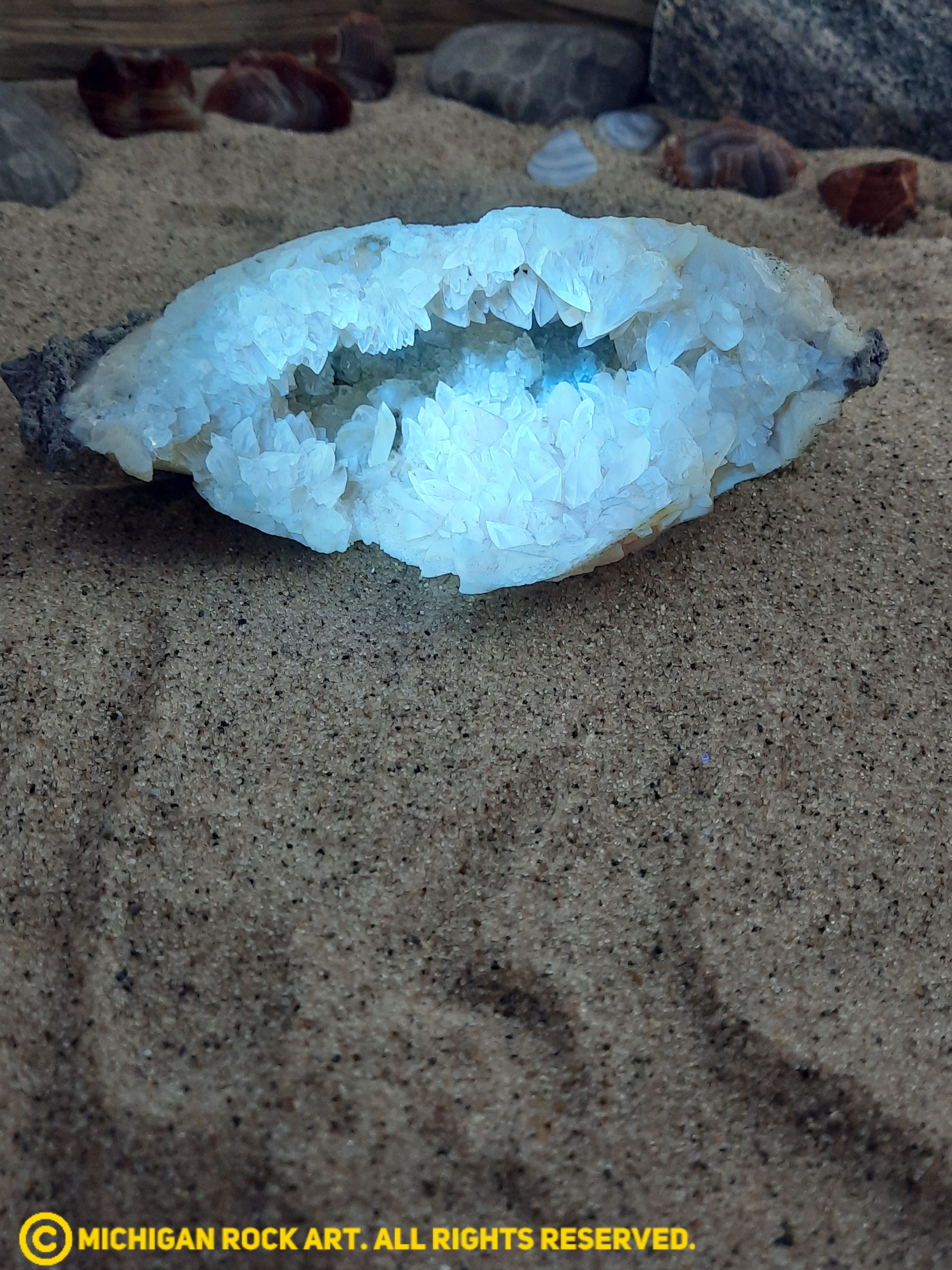 Okeechobee, Florida, Mercenaria Permagna Fossil Clam (UV Fluorescent)