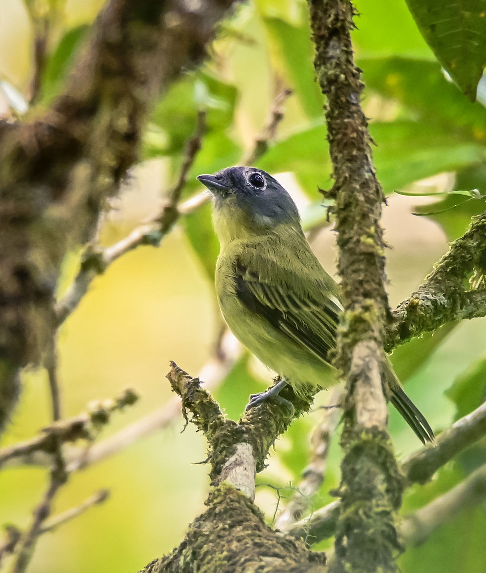 Gray-headed Piprites