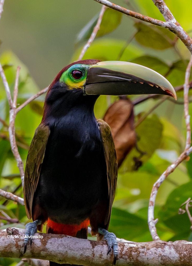 Yellow-eared Toucanet