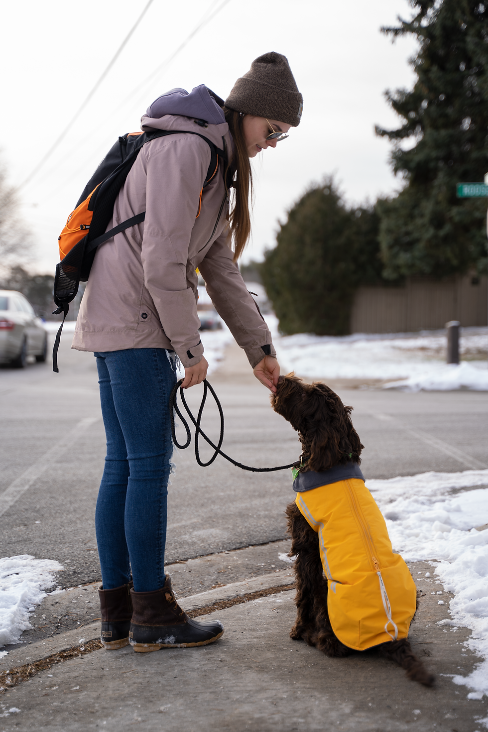 The Harness Lie: What the Dog Industry Doesn't Want You to Know
