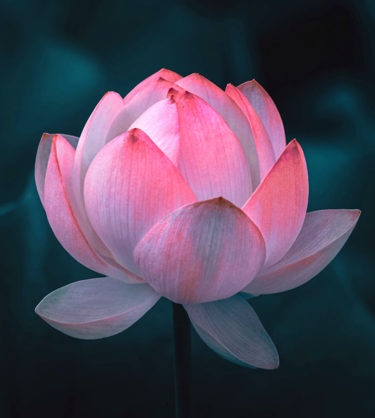 Lotusblüte, die sich öffnet, als Zeichen der Lebendigkeit.