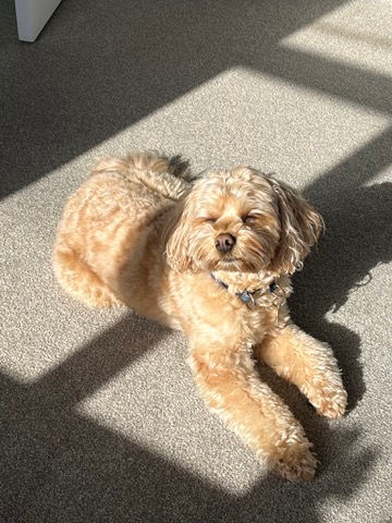 Ralphy the Cavoodle - Grande Ice Cream Mascot and Adventure Dog