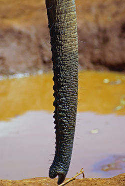 Elephant Trunk