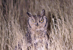 Owl at Night