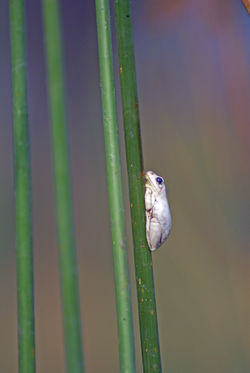 Albino Frog