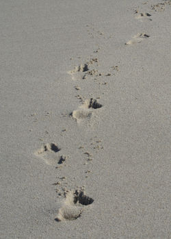 Feet in the Sand