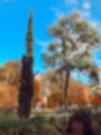 ree