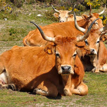 Cachena a Rainha da Montanha