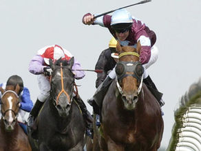 CHOISIR: The Aussie Brahman Bull who changed Royal Ascot.