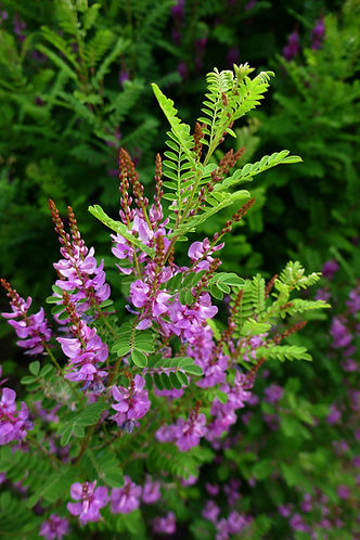 10_Indigofera heterantha.jpeg