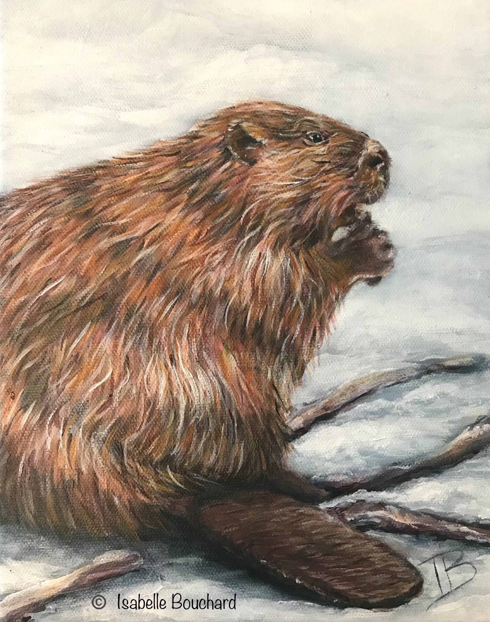 Castor 8x10 acrylique sur toile Isabelle Bouchard artiste 2018
