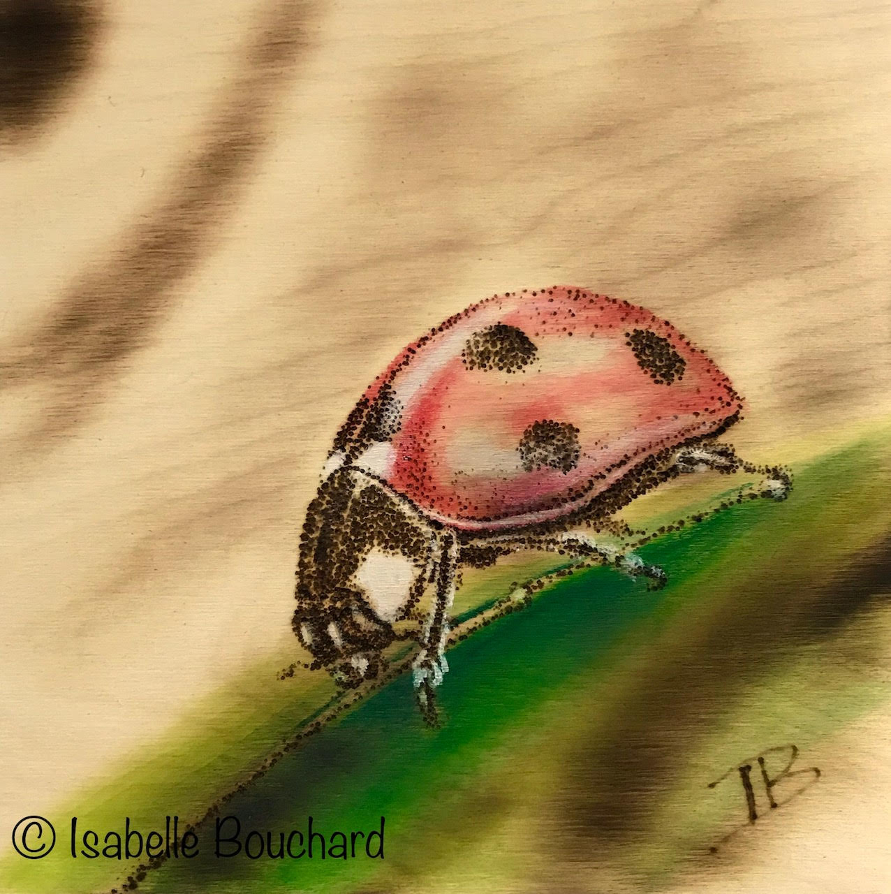 Isabelle_Bouchard_coccinelle_©