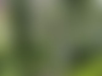 »Wiederherstellungs-Chirurgie« an unseren Himalaya-Birken