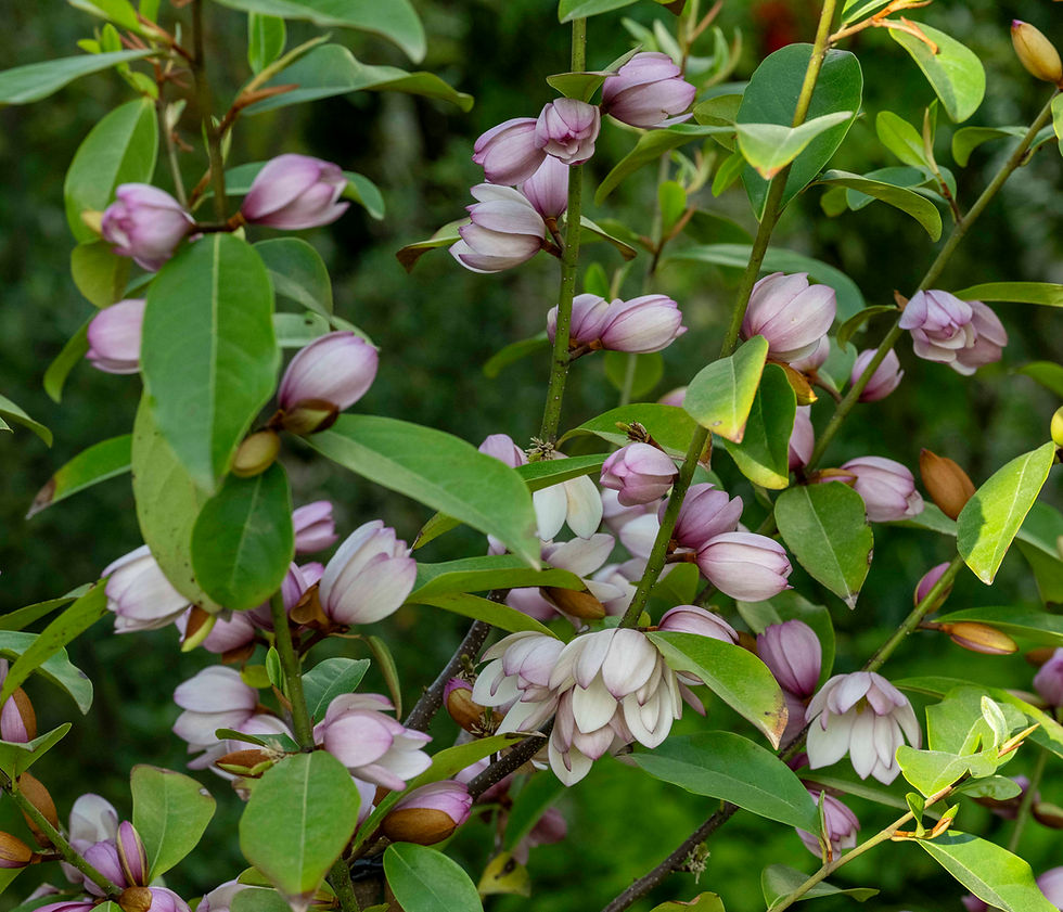 Magnolia 'Fairy Blush' (syn. Michelia 'Fairy Blush')