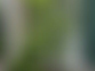 Die Cousins der Kamelien