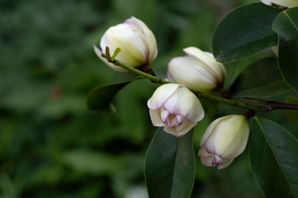 Magnolia 'Fairy Lime' (syn. Michelia 'Fairy Lime'), eine Besonderheit, weil sie gar nie offiziell in den internationalen Markt eingeführt wurde. Einige Exemplare wurden vom Züchter Mark Jury von Neuseeland nach England geschickt, um sie zu testen. Seither wird sie dort von einigen Gärtnereien vermehrt, da es genug Liebhaber für diese Züchtung gibt.
