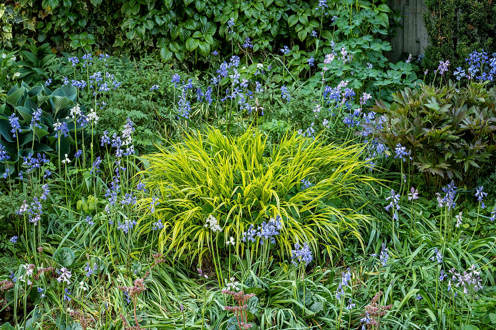 Hakonechloa macra Aureola mit Bluebells, Bergenia ciliata (unten) und links oben einer Hosta 'Hadspen Heron'