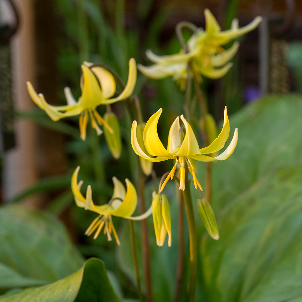 Erythronium revolutum 'Pagoda'. Dieser Hundszahn ist leicht zu kultivieren, sofern er in humosem Boden im Schatten von Laubbäumen steht.