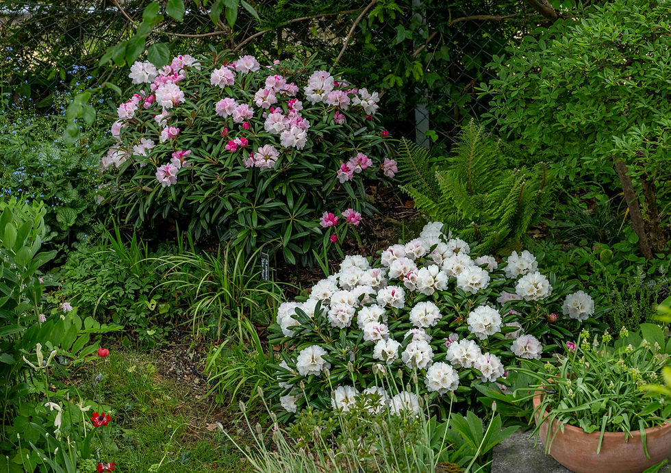 Rhododendron yakushimanum 'Koichiro Wada' und Rh. yak. 'Yaku Angel'