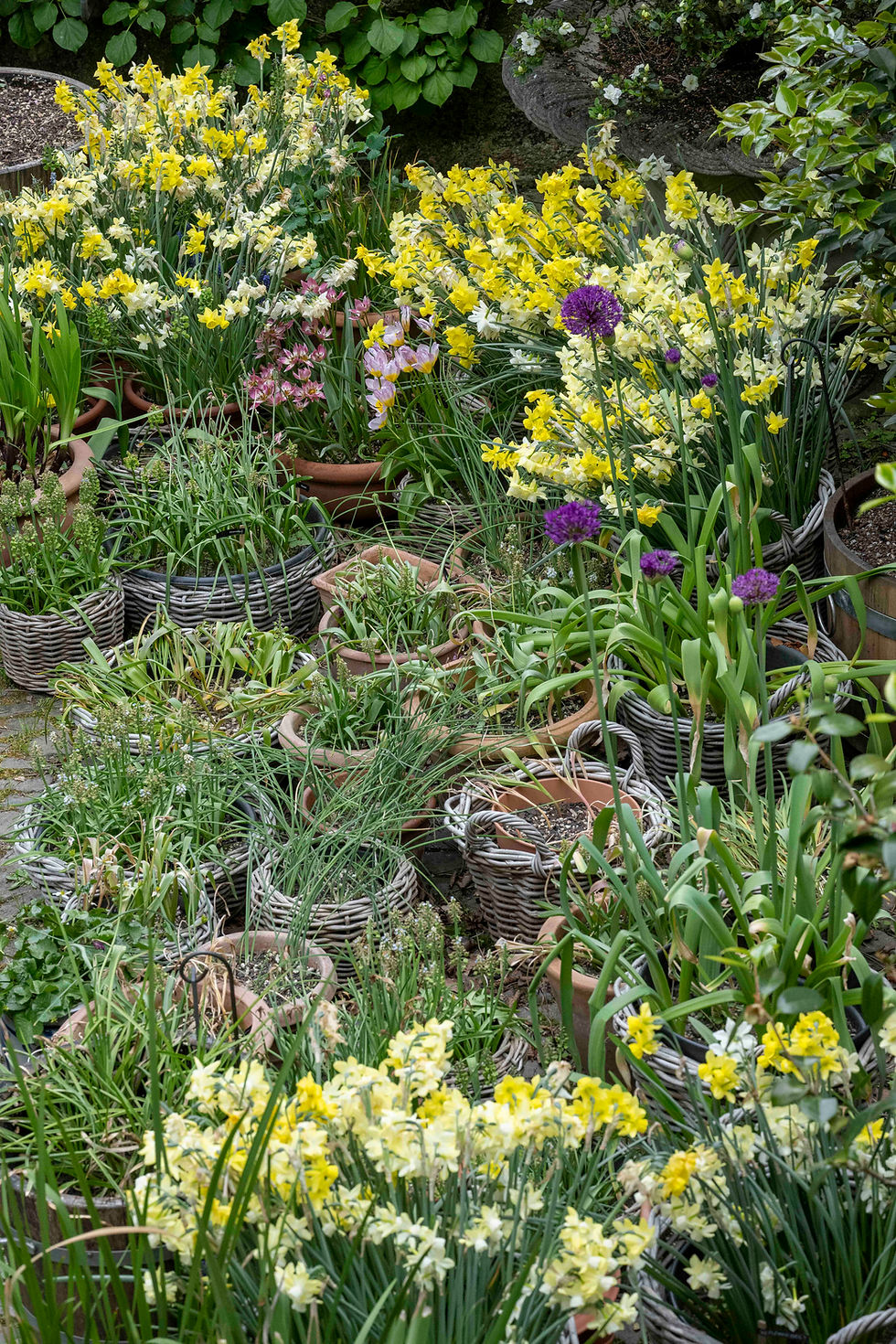 Festival der Frühlingsblüher