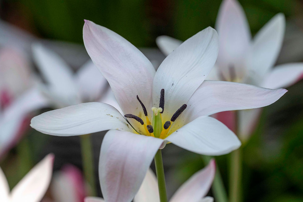 Wildtulpe