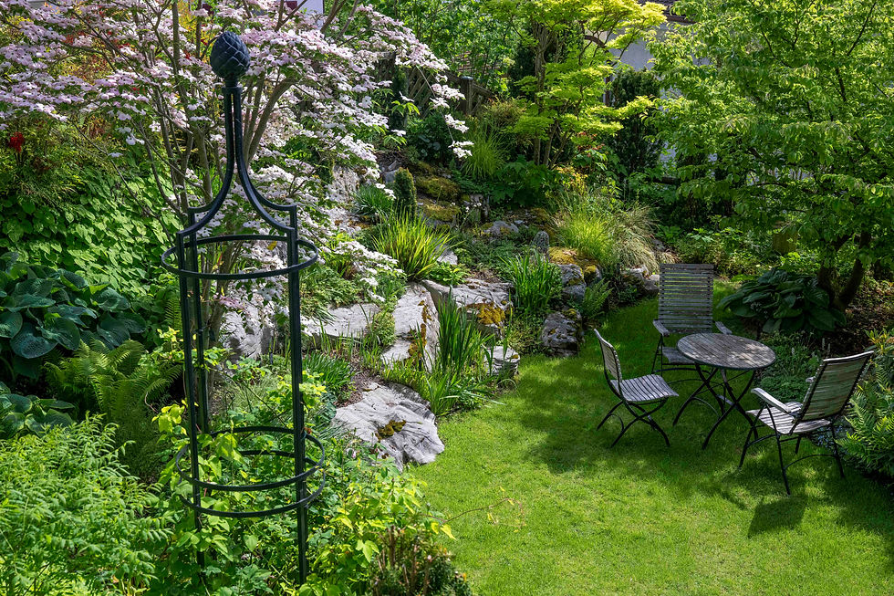 Die mittlere Gartenterrasse mit Steingarten, Cornus 'Stellar Pink', Acer shirasawanum 'Aureum' und Parrotia persica.
