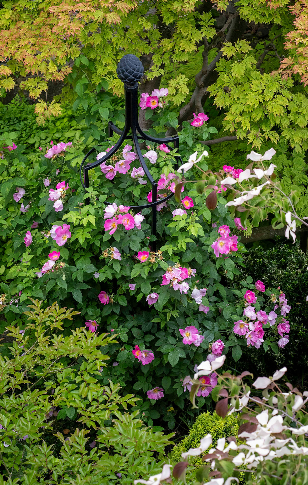 Rosa gallica 'Complicata'. Eine historische Rose mit grossen, einfachen Blüten in einem strahlenden Rosa, einmalblühend und sehr wüchsig, weshalb wir sie an einem 3m hohen Obelisken ziehen. Verträgt auch Halbschatten.
