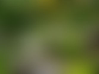 Der Steingarten im Juni