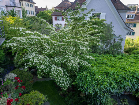 Der Zufall ist oft der beste Züchter
