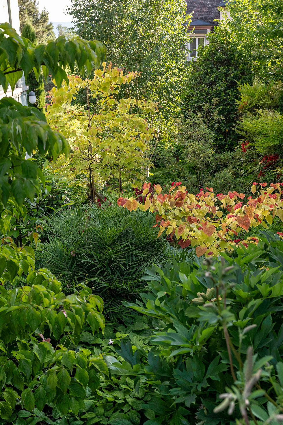 Der Schattengarten von oben. Auffallend im Laub die Mahonia eurybracteata 'Soft Caress' und der Cercis canadensis 'Eternal Flame'.