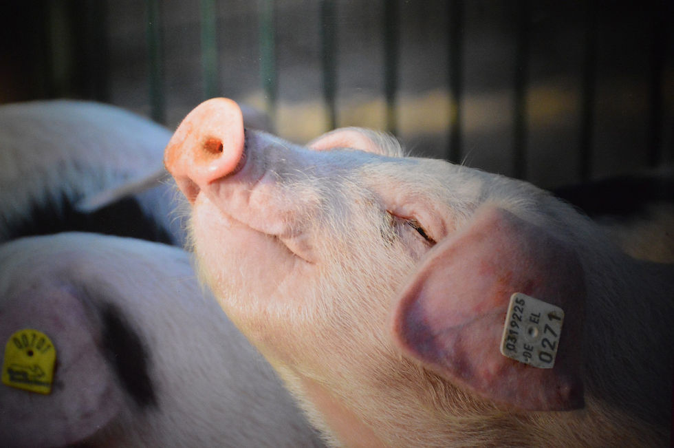 PORK