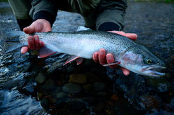 Steelhead
