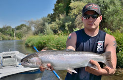Summer Steelhead