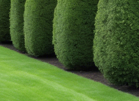 Hedge and bushes and shrubs that are pruned and trimmed 6 feet or under