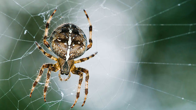 garden spider.jpeg
