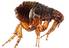 Flea pest control Reading and Wokingham_