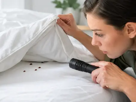 How to Find Bed Bugs Early Before They Spread
