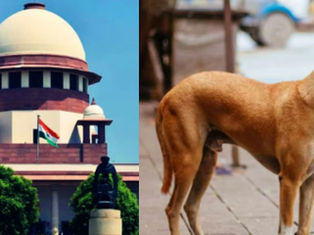 Delhi Stray Dogs: Relocation to Shelters, No Room for ‘Virtue Signaling’ says SC